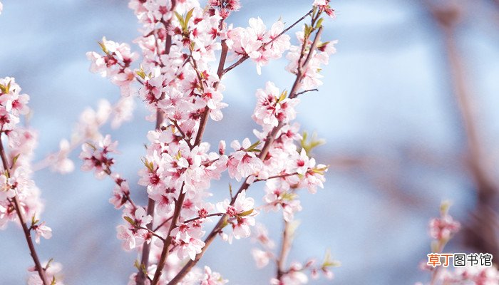 一棵小桃树文章主旨