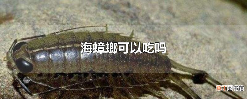 海蟑螂可以吃吗
