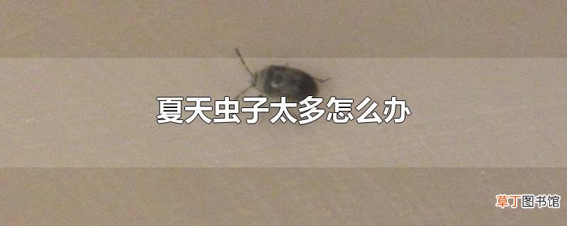 夏天虫子太多怎么办