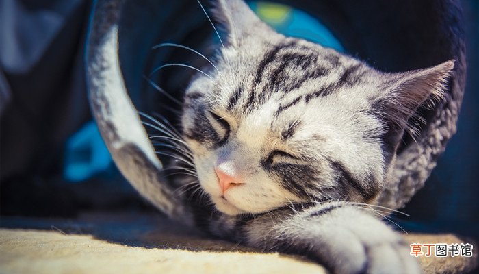 薛定谔的猫是什么定律