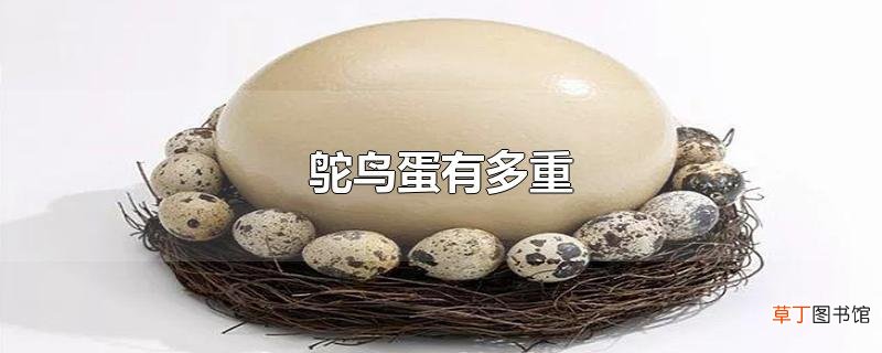 鸵鸟蛋有多重