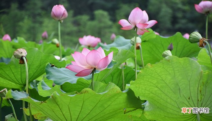 小娃撑小艇,偷采白莲回描写的是一件什么事