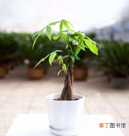发财树怎么养？