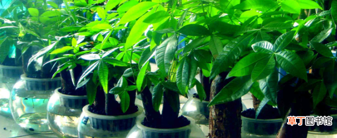 发财树怎么养？