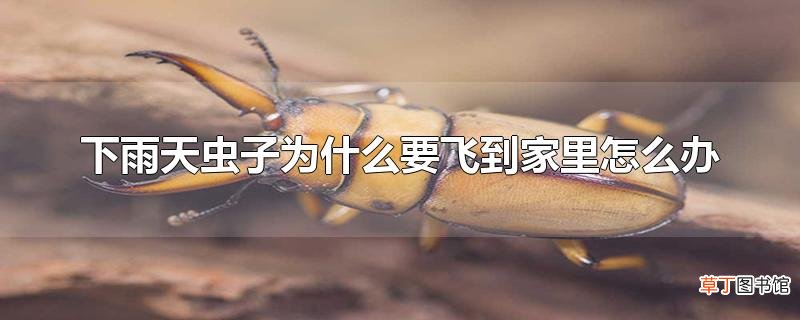 下雨天虫子为什么要飞到家里怎么办