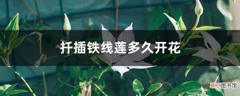 扦插铁线莲多久开花