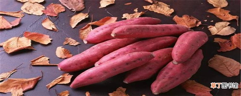 山芋什么时候种
