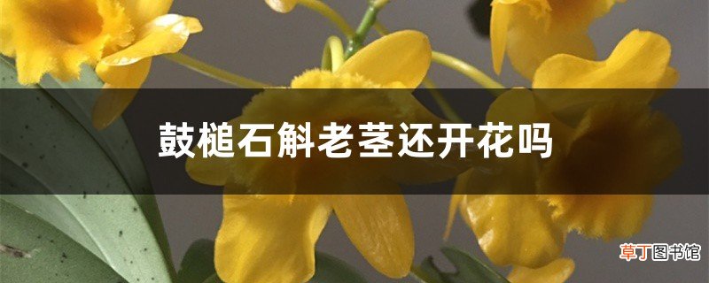 鼓槌石斛老茎还开花吗