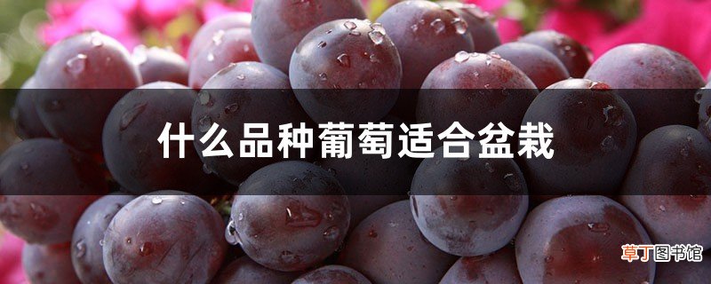 什么品种葡萄适合盆栽