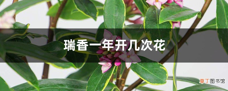 瑞香一年开几次花