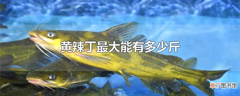 黄辣丁最大能有多少斤