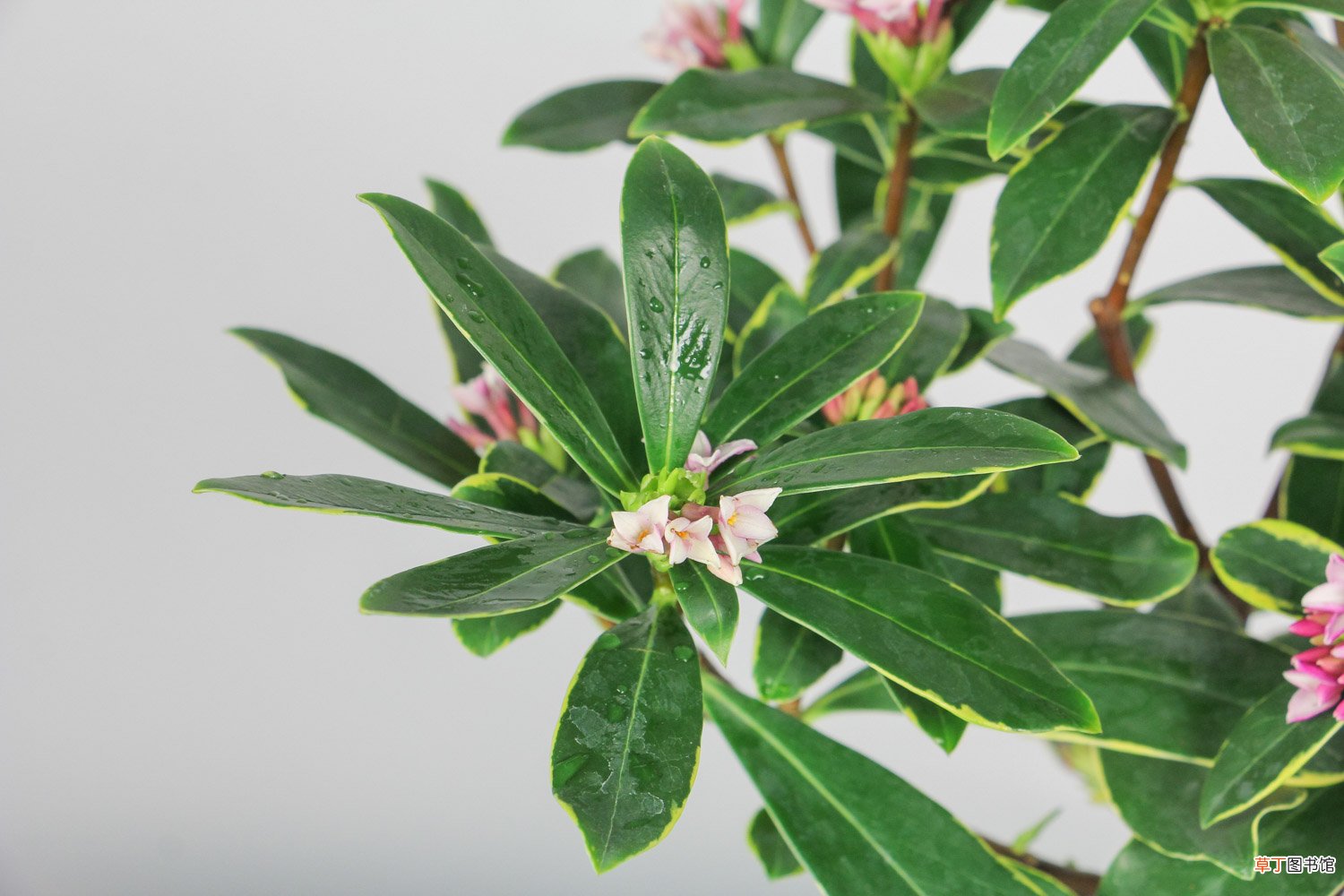 瑞香花能放在室内吗