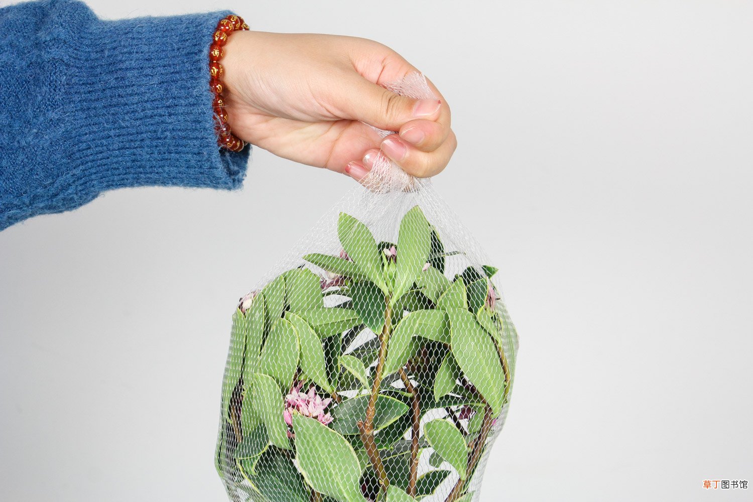 瑞香花能放在室内吗