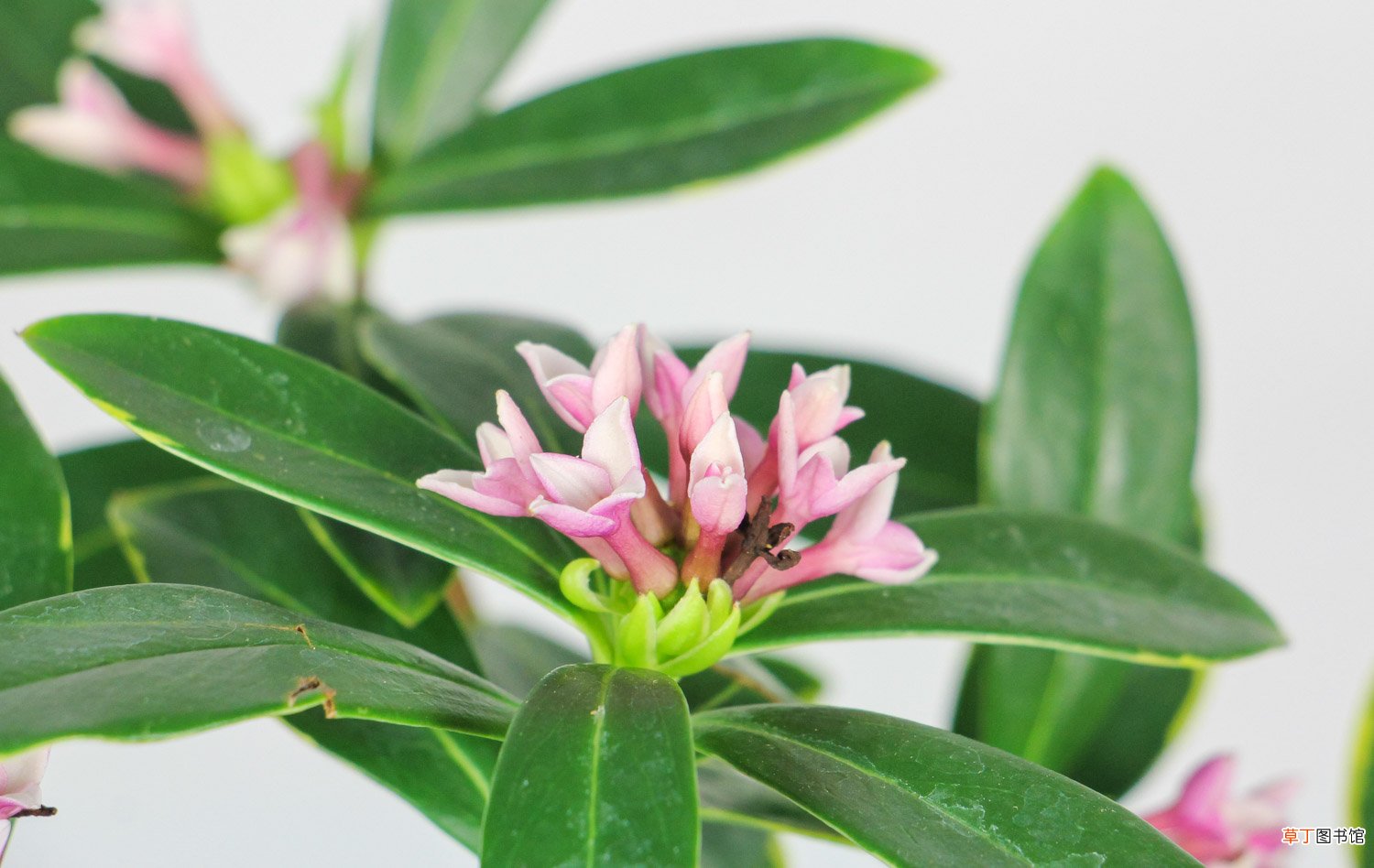 瑞香花怕冻吗