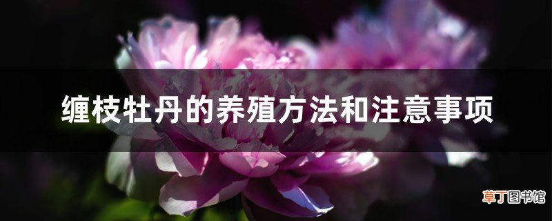缠枝牡丹的养殖方法和注意事项