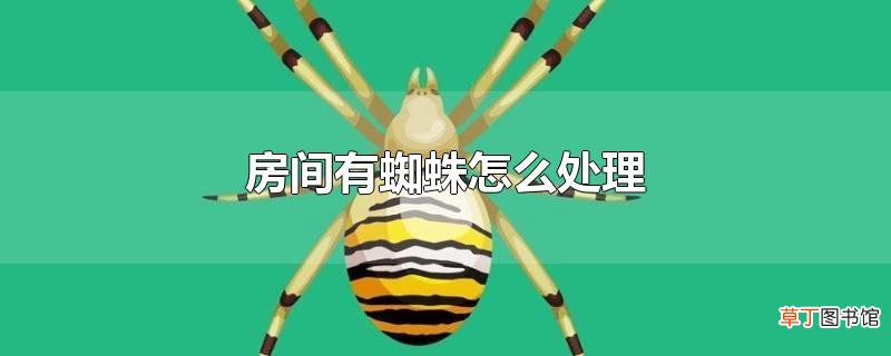房间有蜘蛛怎么处理