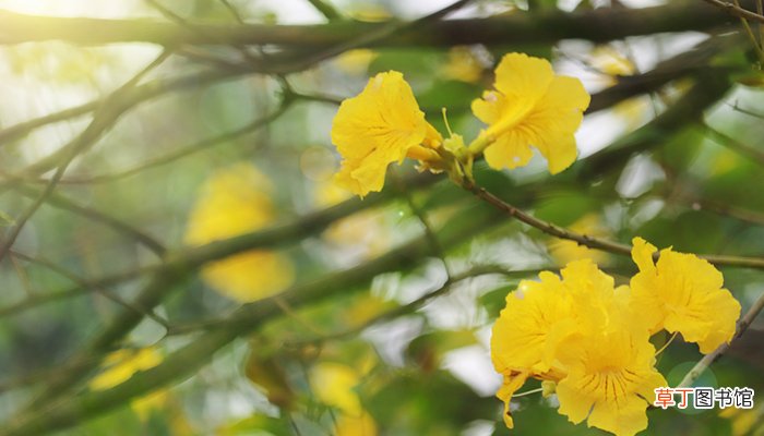 黄花风铃木诗句
