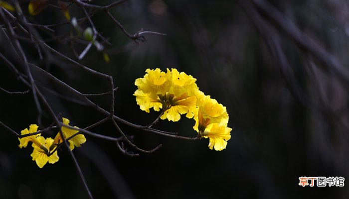 黄花风铃木诗句