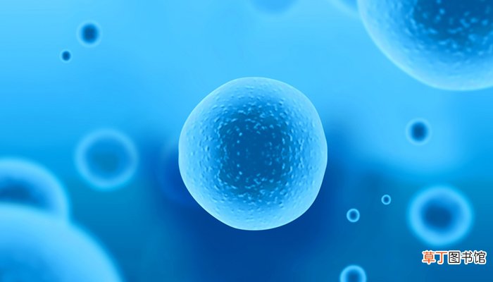 原核微生物和真核微生物的主要区别