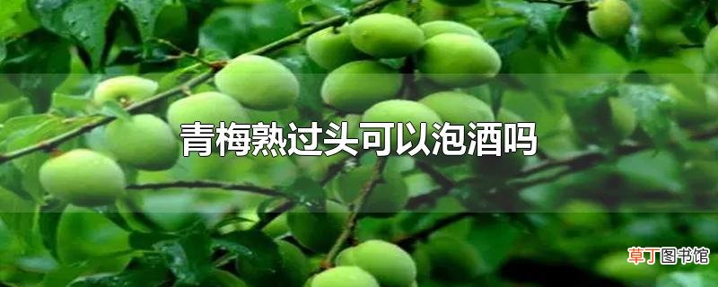 青梅熟过头可以泡酒吗