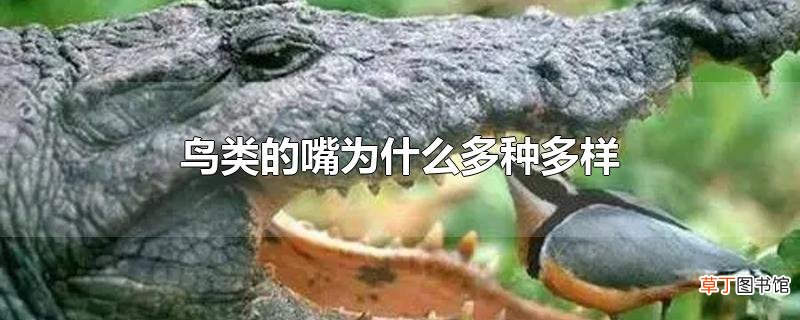 鸟类的嘴为什么多种多样