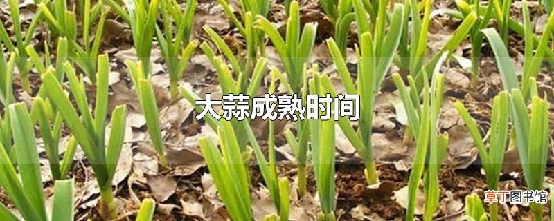 大蒜成熟时间