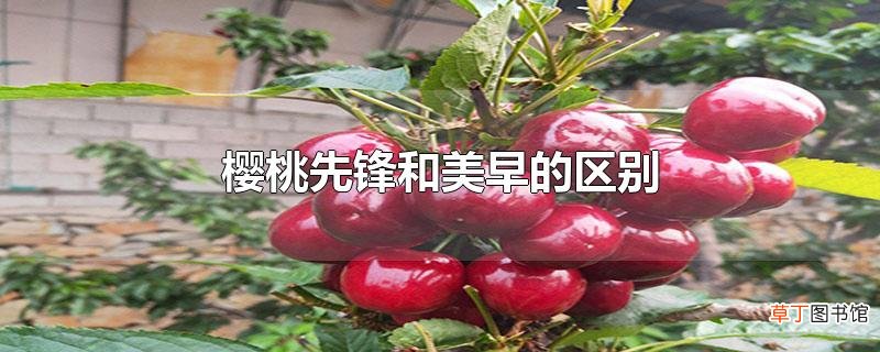 樱桃先锋和美早的区别