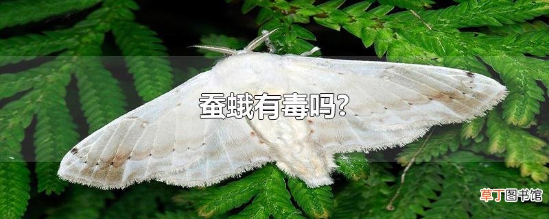 蚕蛾有毒吗?