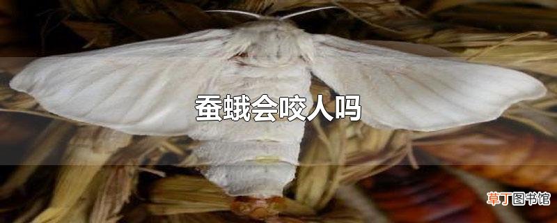 蚕蛾会咬人吗
