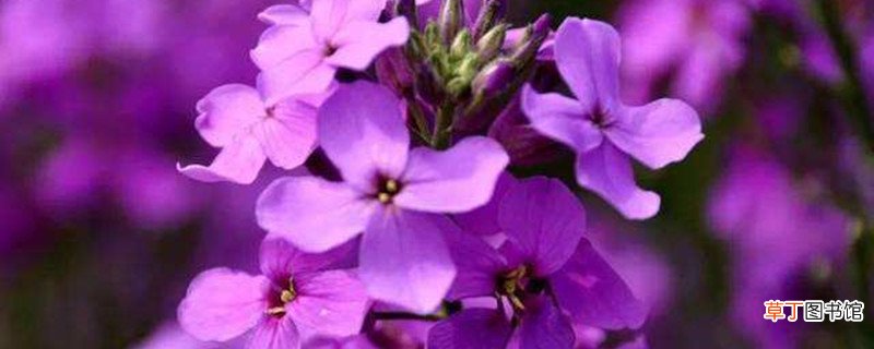 蓝香芥如何养
