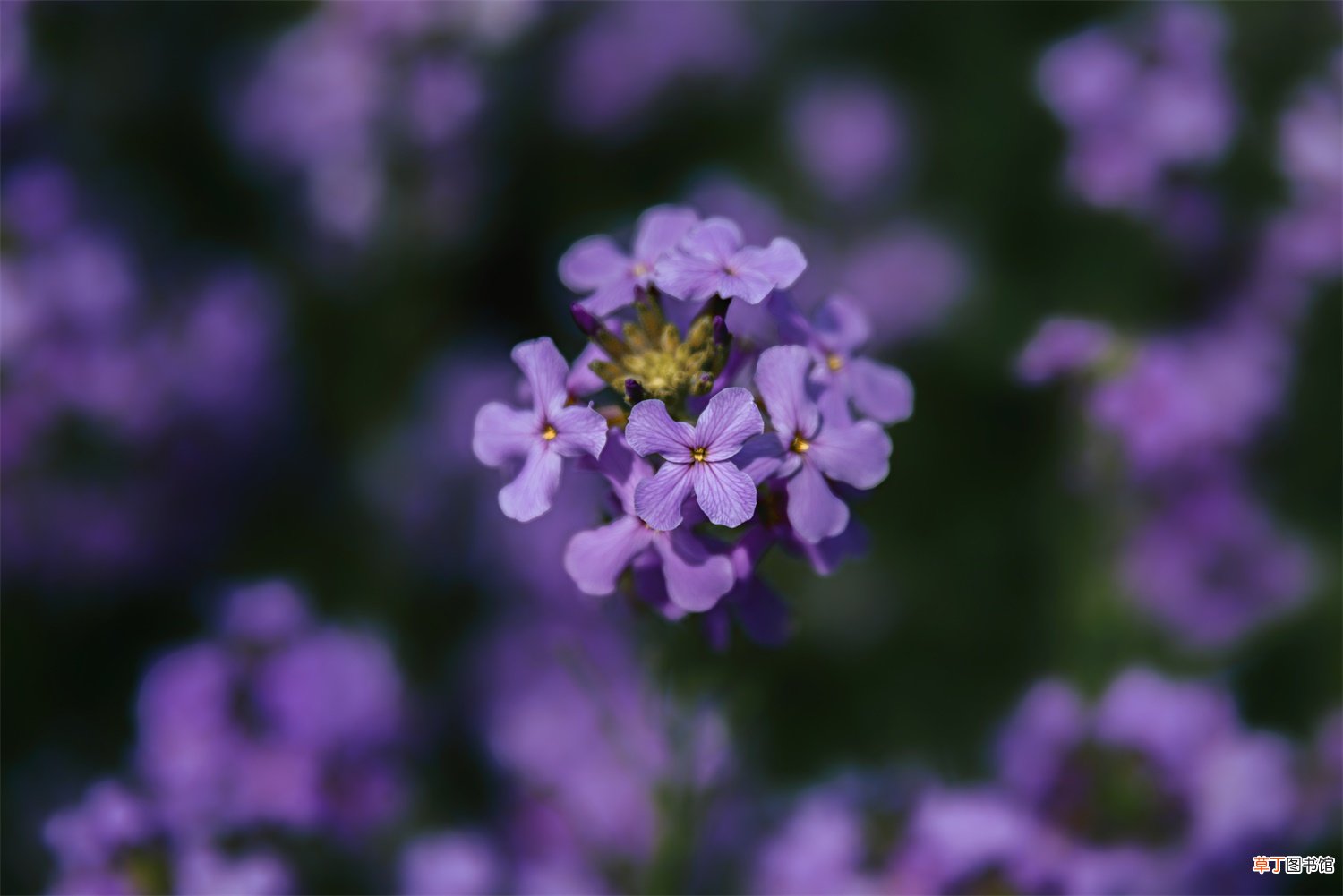 蓝香芥如何养