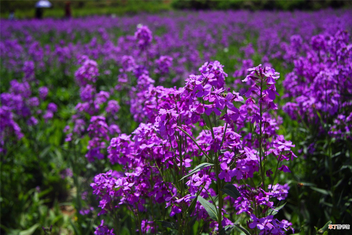 蓝香芥如何养