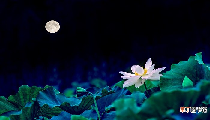 明月何皎皎翻译