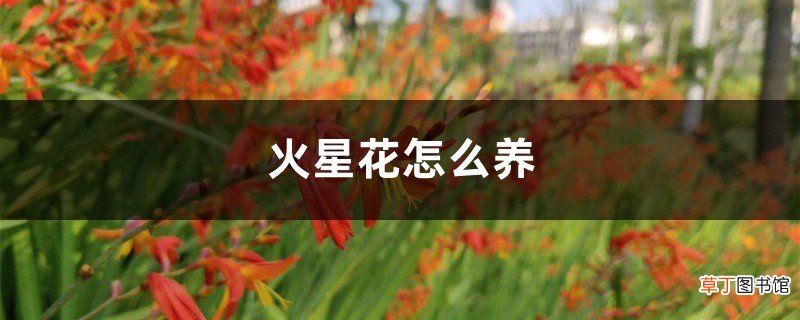 火星花怎么养