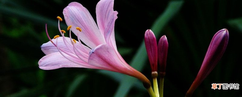 换锦花的养殖方法
