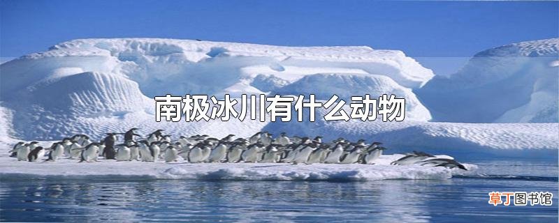 南极冰川有什么动物