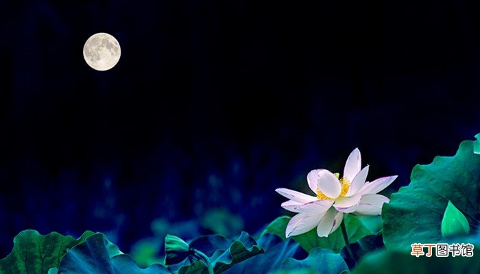 此生此夜不长好明月明年何处看的意思