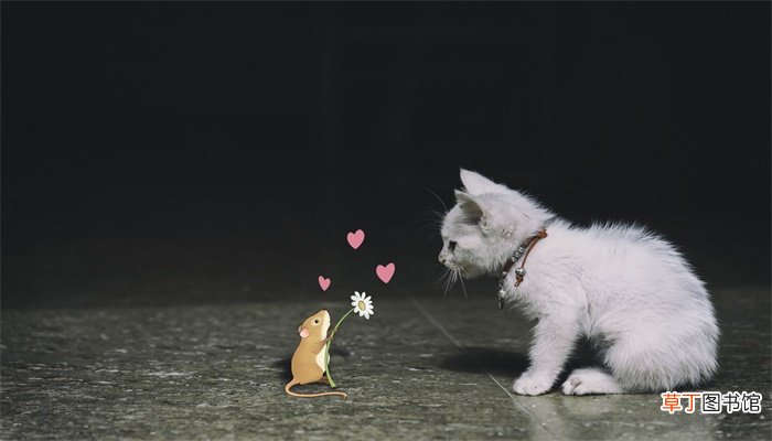 猫和老鼠的故事说明什么道理