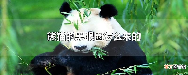 熊猫的黑眼圈怎么来的