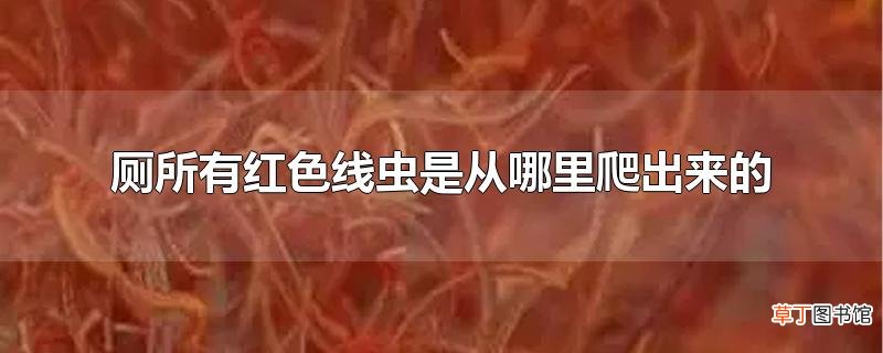 厕所有红色线虫是从哪里爬出来的