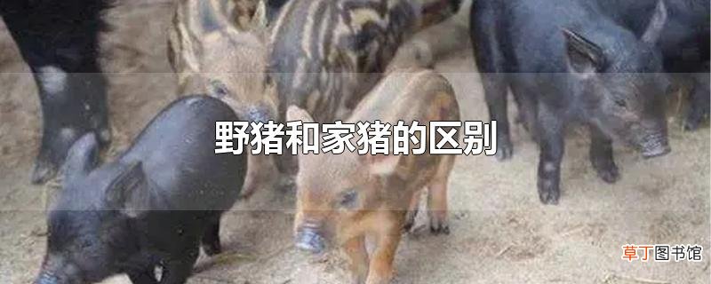野猪和家猪的区别