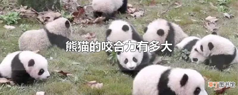 熊猫的咬合力有多大