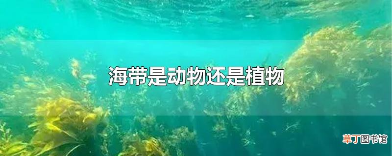 海带是动物还是植物