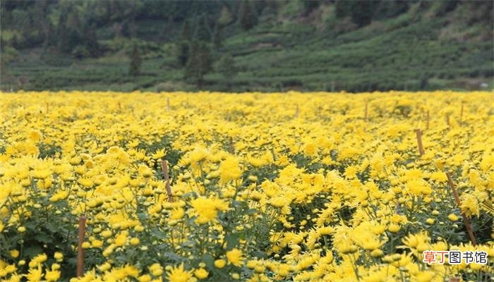 花园里菊花争芳斗艳用了什么修辞手法