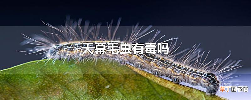 天幕毛虫有毒吗