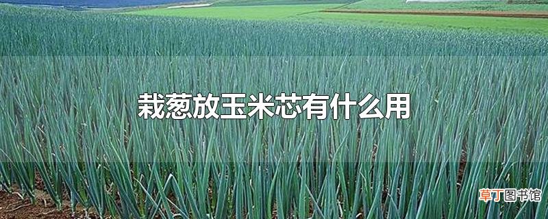 栽葱放玉米芯有什么用