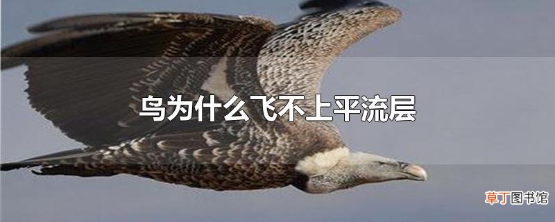鸟为什么飞不上平流层