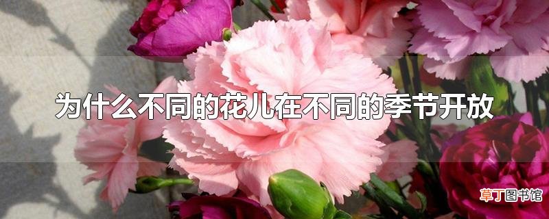 为什么不同的花儿在不同的季节开放