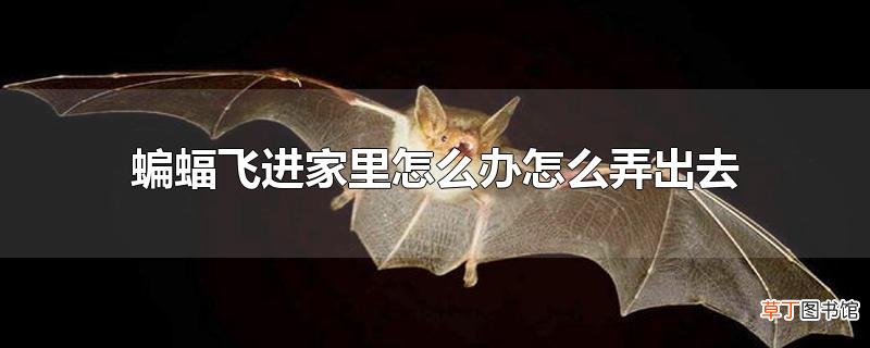 蝙蝠飞进家里怎么办怎么弄出去