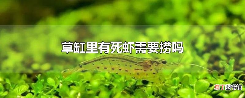 草缸里有死虾需要捞吗